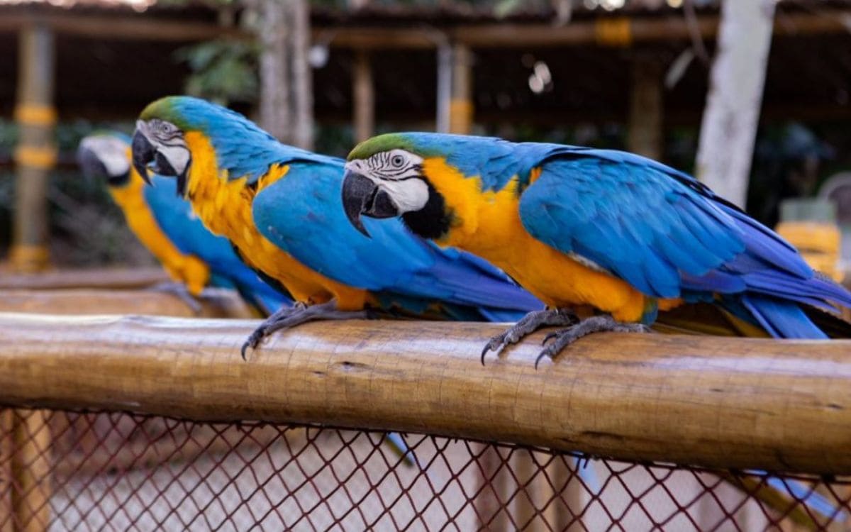 animália park atrações