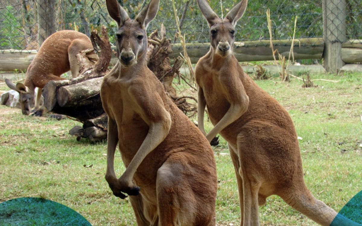 atrações animália park reserva