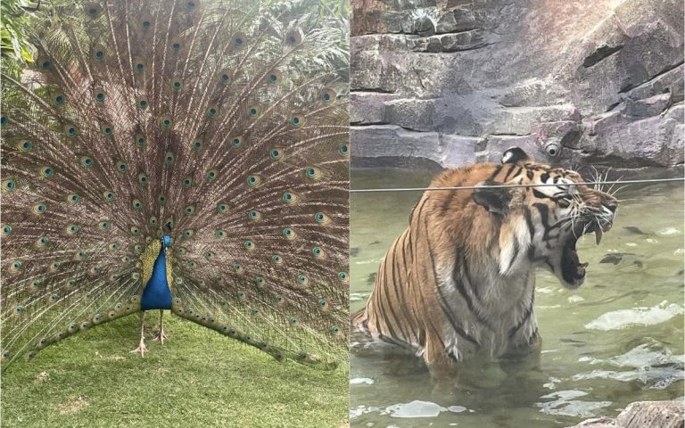 Cupom de Desconto Animalia Park: Sua Diversão Mais Barata