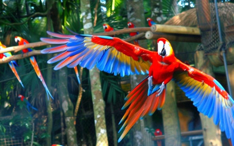 Parque das Aves Aguarda Milhares de Visitantes no Carnaval