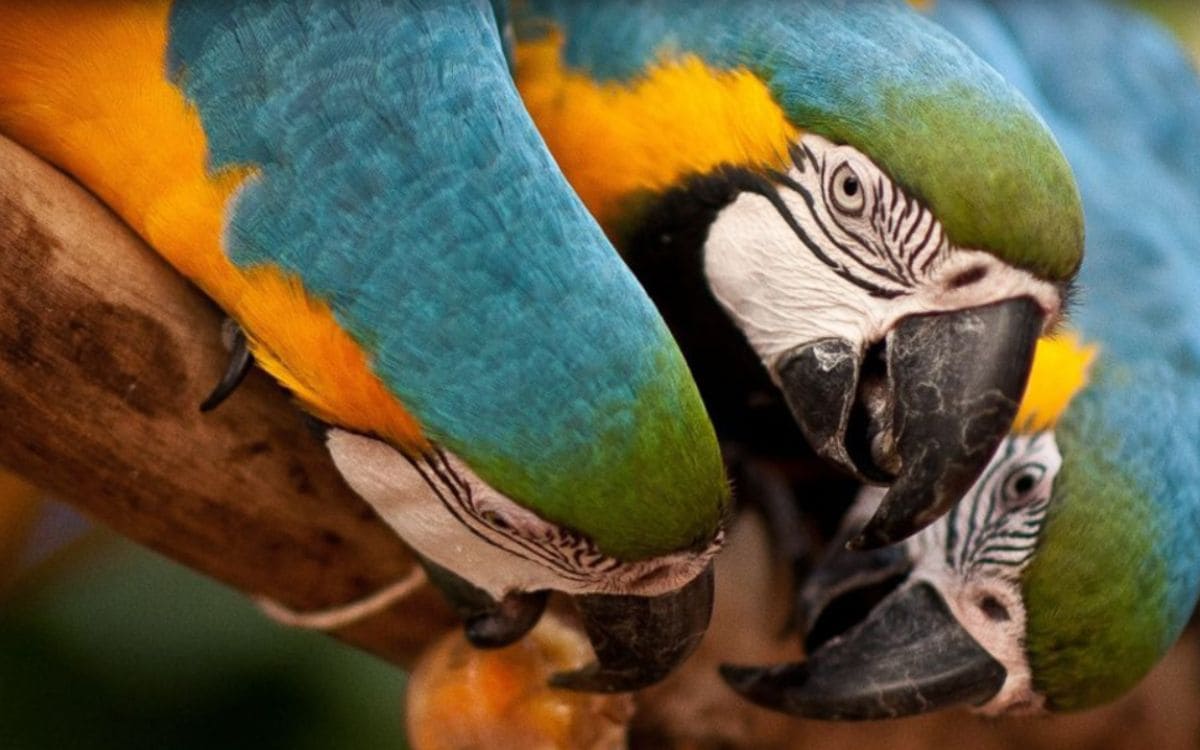 parque das aves foz do iguacu