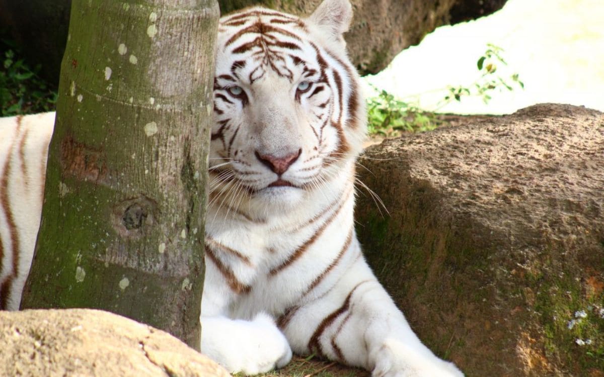 melhores atrações do beto carrero: zoologico