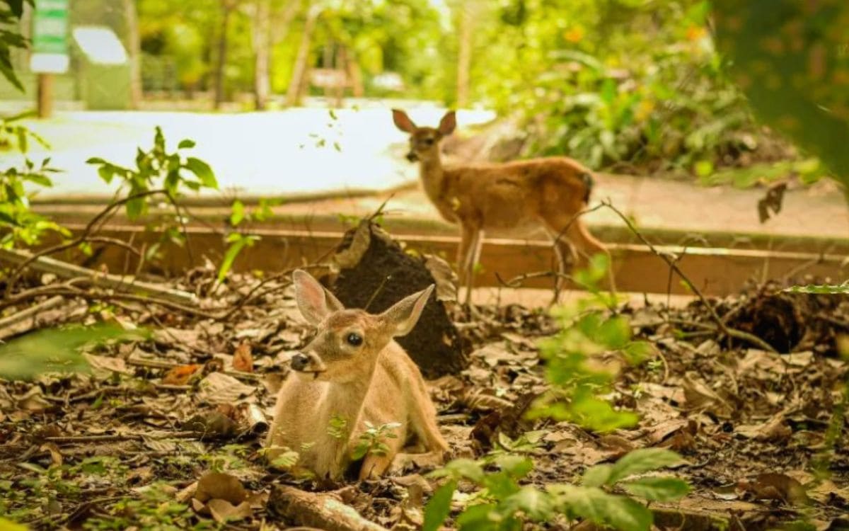 animais no parque ecológico bosque dos papagaios