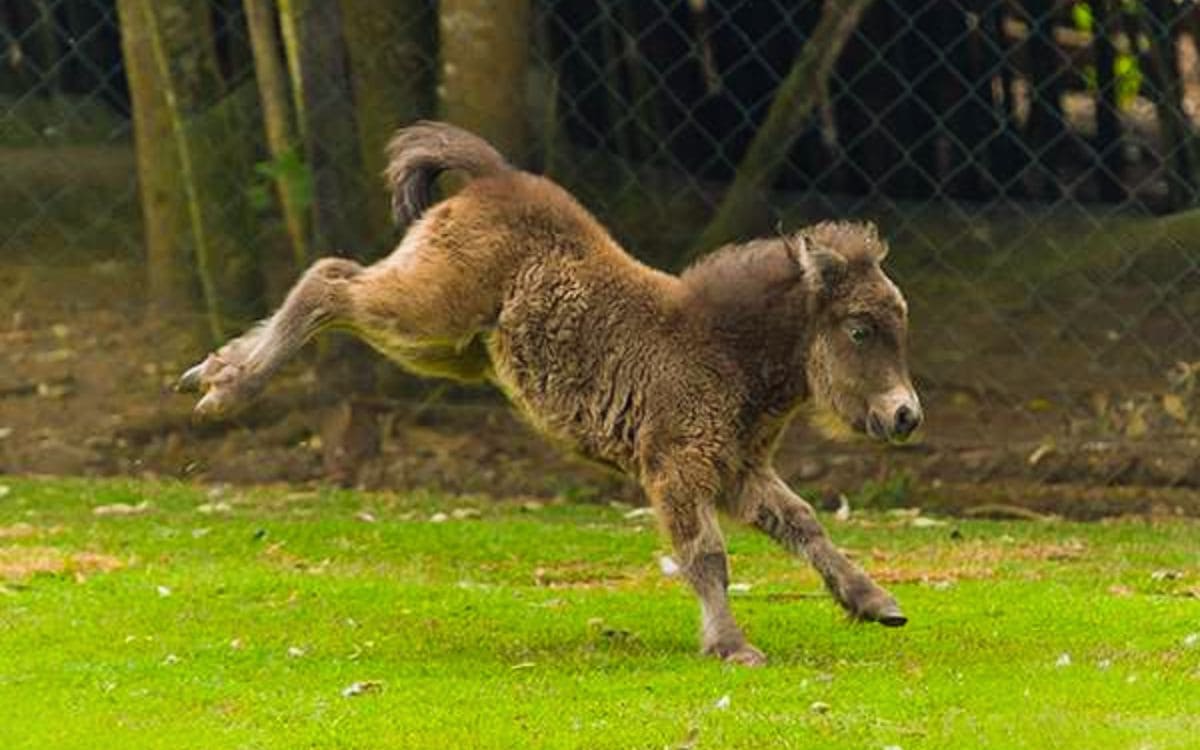 animais do parque della vittoria