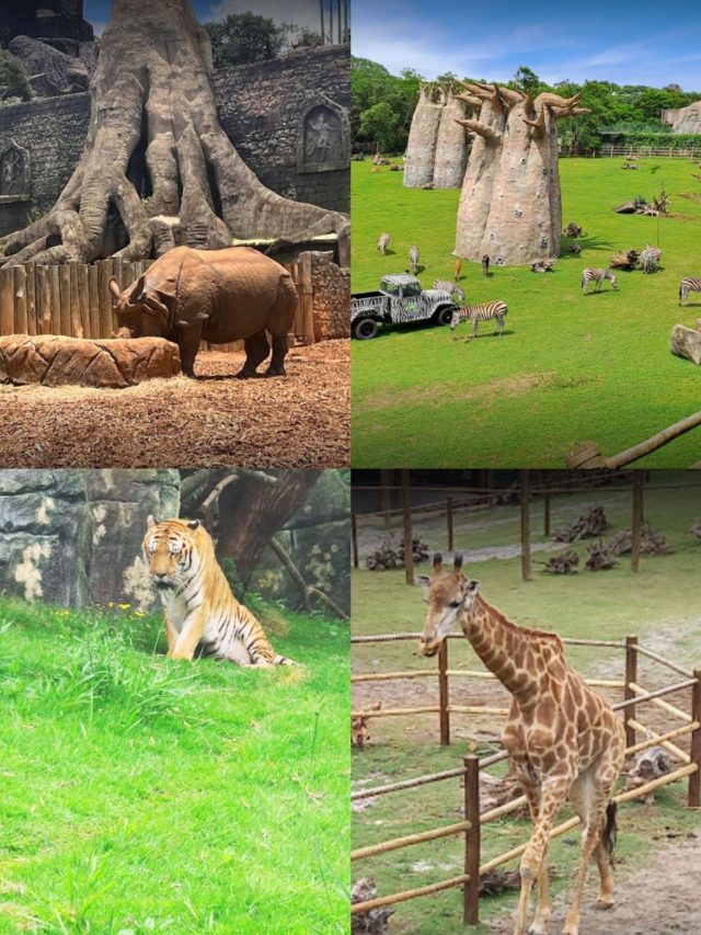 7 Motivos Para Visitar o Animalia Park em Cotia