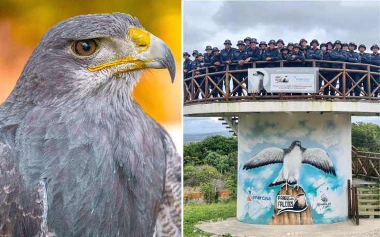 Parque dos Falcões Sergipe: Um Santuário de Aves de Rapina