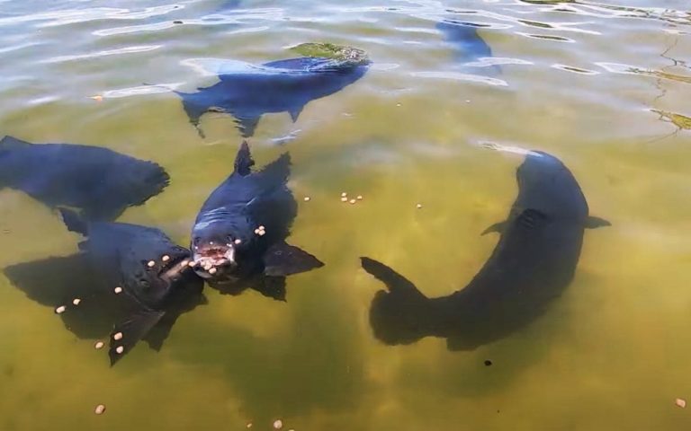 Parque Dos Tambaquis: Muita Natureza e Diversão em Sergipe