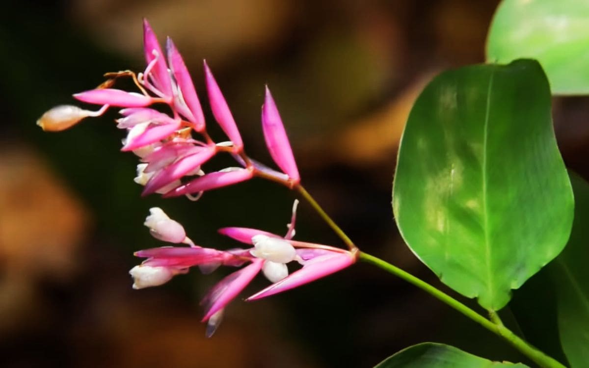 flora no parque natural municipal gruta da onça