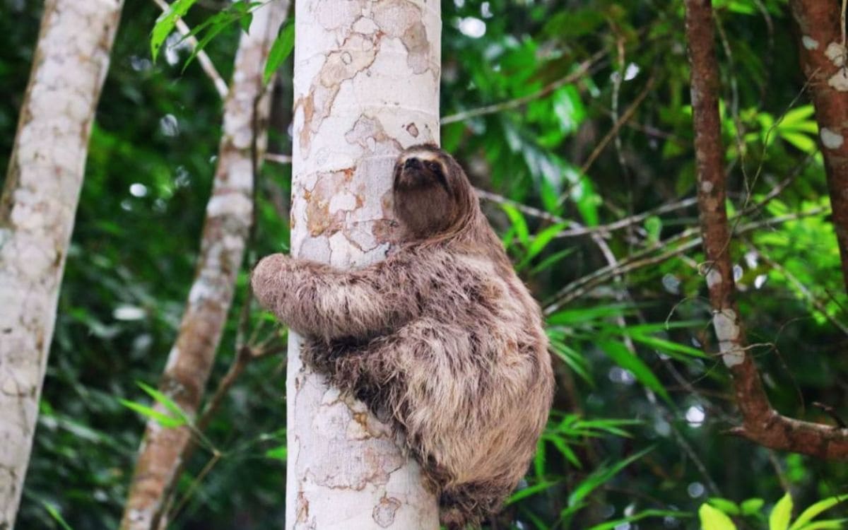 parque estadual da pedra branca fauna