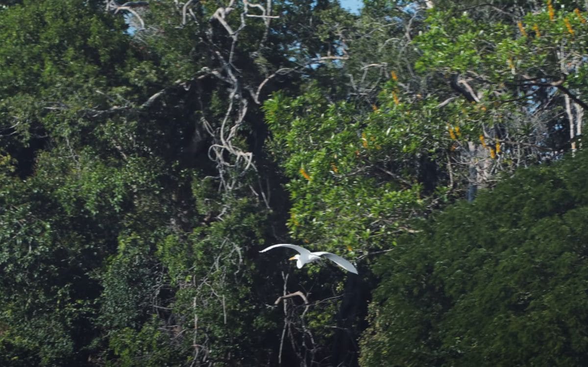 biodiversidade no parque estadual do cantão