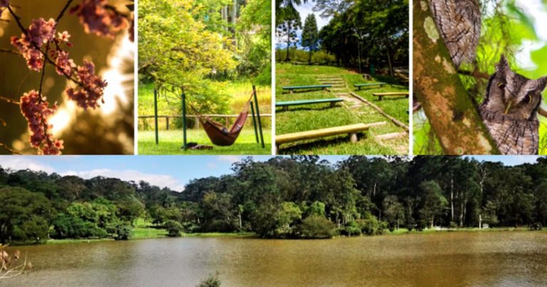 Parque do Carmo Olavo Egydio Setúbal: Cerejeiras, Lazer e Muita Área Verde em São Paulo