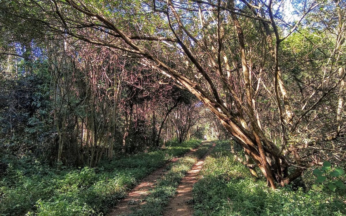 trilhas no parque ecológico do tietê