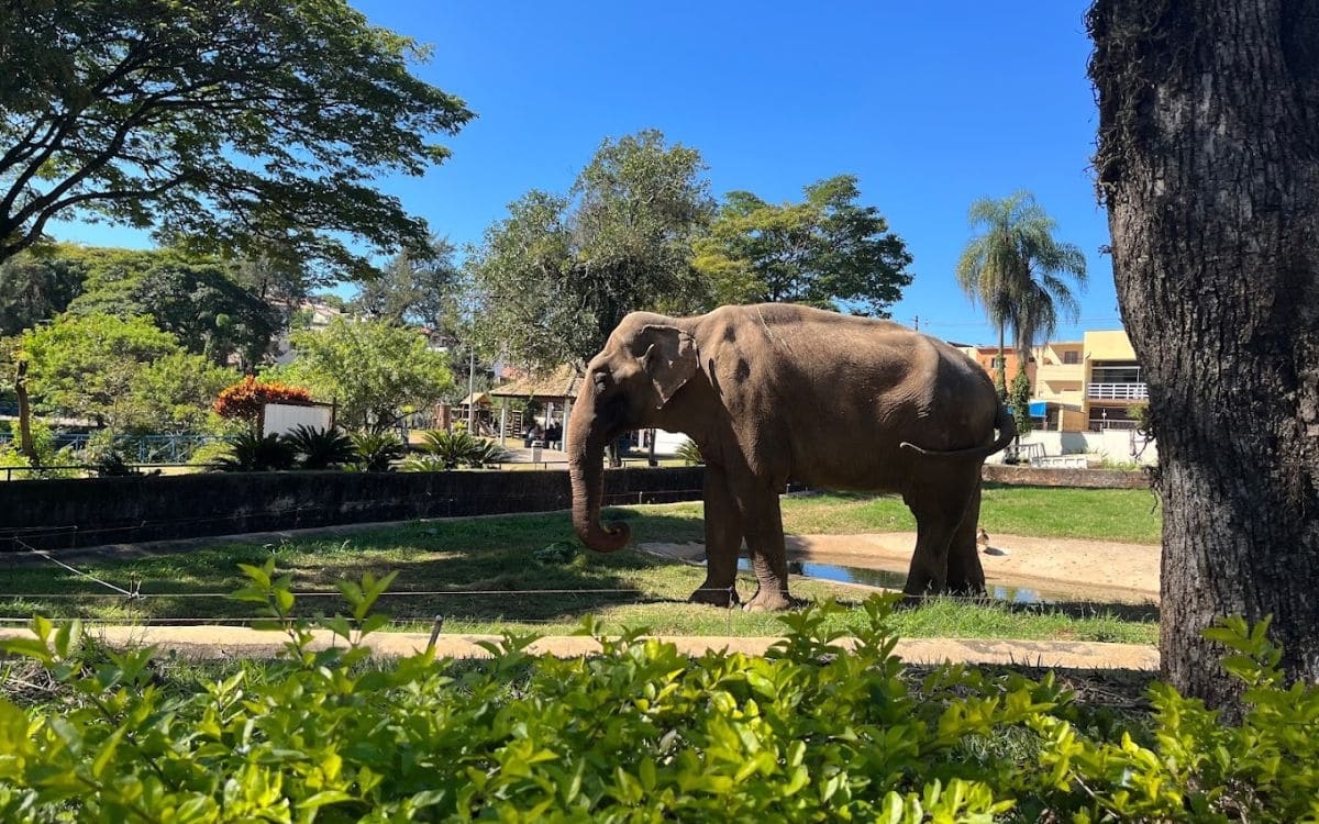 elefante no parque zoológico municipal quinzinho de barros