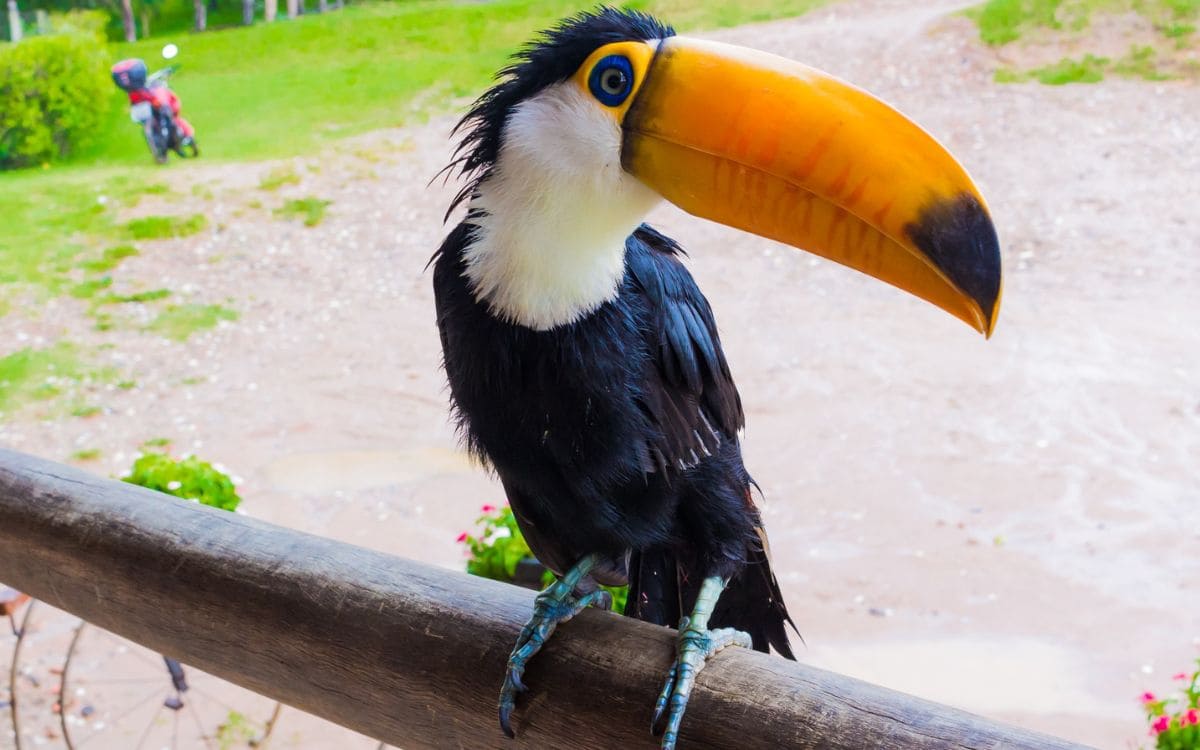 observação de aves no parque aimaratá