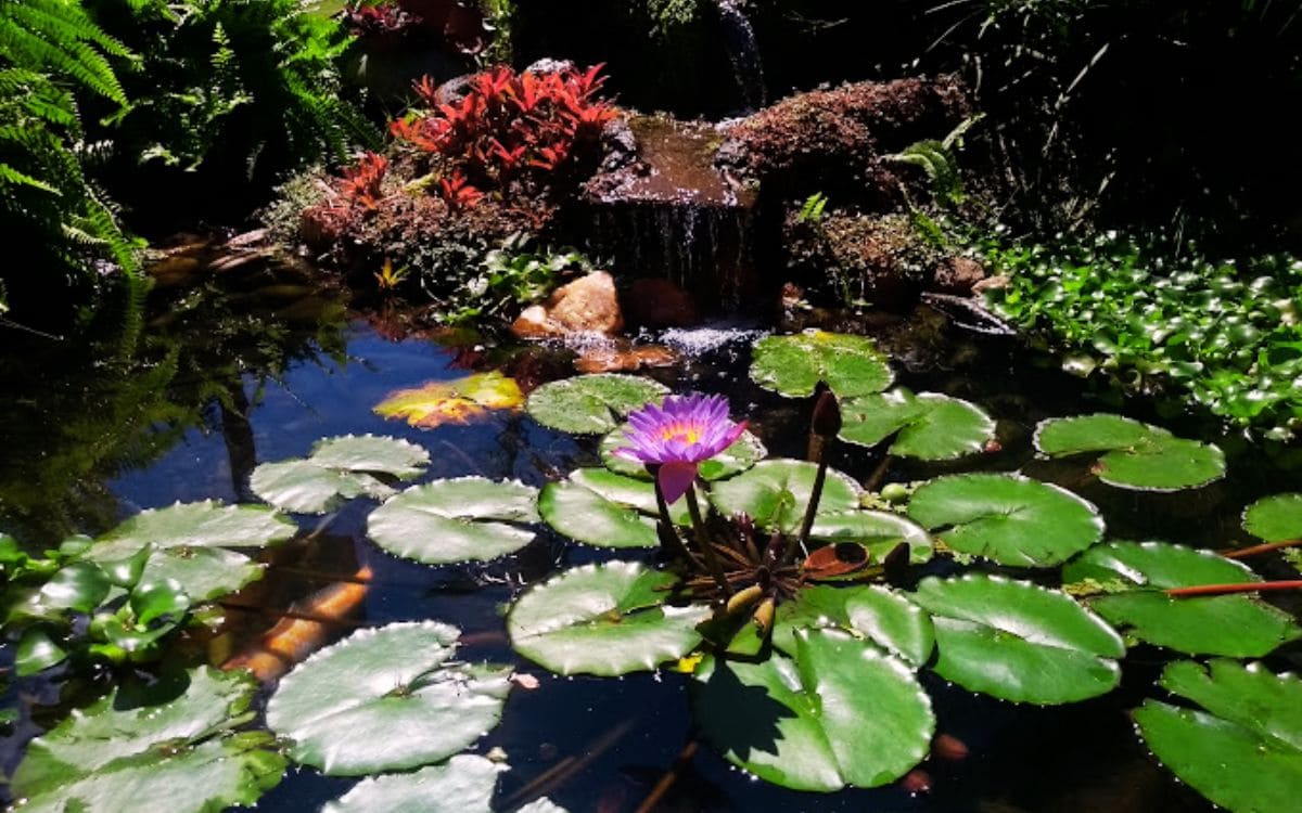 flora no parque botânico vale em vitória no ES