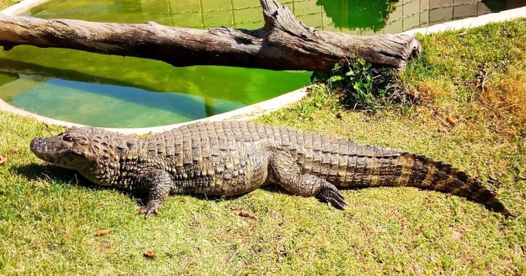 Guia do Parque Zoológico Municipal Quinzinho de Barros