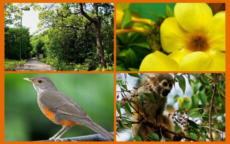 Parque Botânico de São Luís: Sustentabilidade e Educação Ambiental